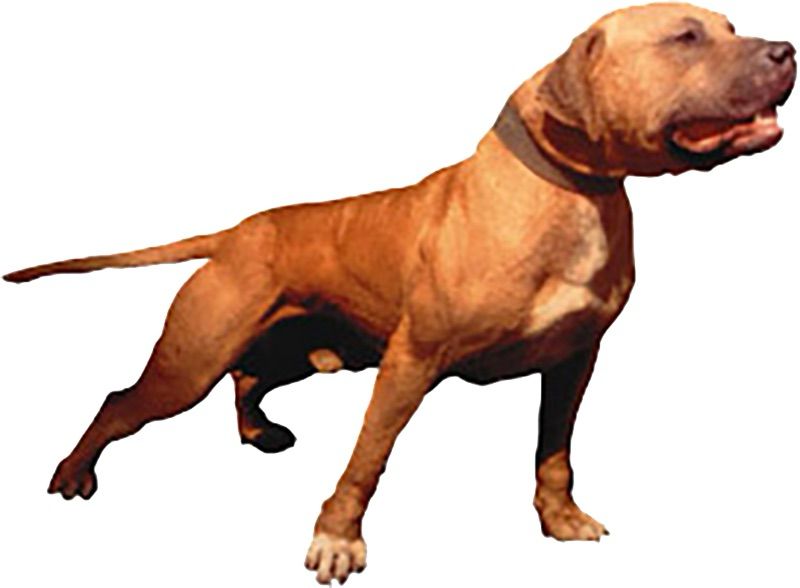 carru4